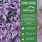 Persian Shield Plant - Live Starter Plants - Strobilanthes Dyerianus - Colorful Striking Iridescent Purple Foliage Decorative Easy Care Tropical Houseplant