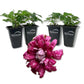 Clematis Purpurea Plenas Elegans - Live Starter Plants in 2 Inch Growers Pots - Starter Plants Ready for The Garden - Beautiful Purple Flowering Vine