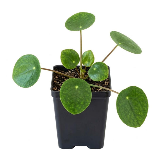 Chinese Money Plant - Single - 3 Inch Pot - Pilea Peperomioides