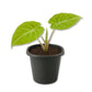 Alocasia Lime - Live Starter Plants - Xanthosoma Mufaffa - Colorful Broad Leaf Heart Shaped Foliage Houseplant