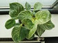 Birkin Philodendron - Live Plant in a 6 Inch Pot - Extremely Rare and Beautiful Indoor Houseplant - A Rare Tropical Masterpiece