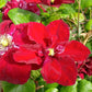 Clematis Charmaine - Live Starter Plants in 2 Inch Growers Pots - Starter Plants Ready for The Garden - Rare Clematis for Collectors