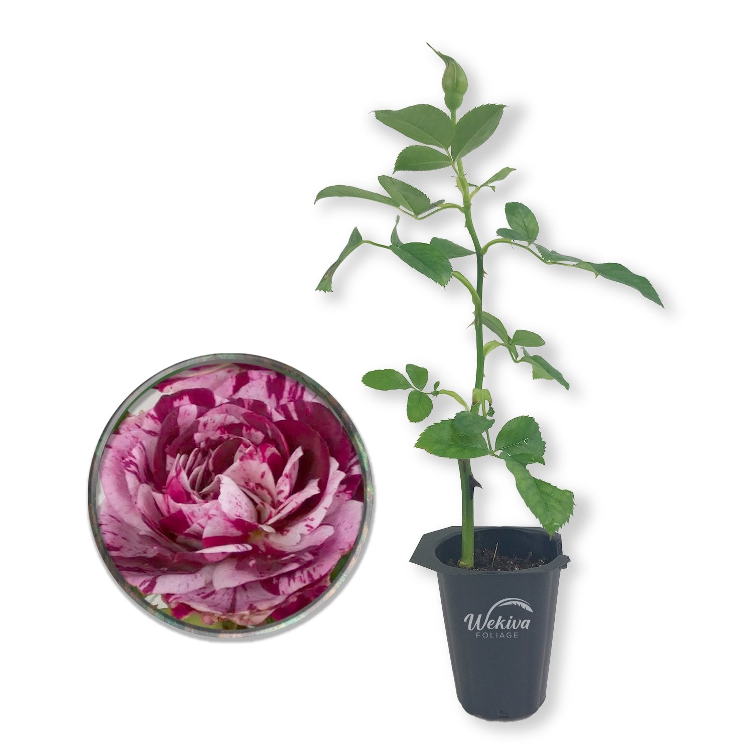 Burlesque Rose Bush - Live Starter Plants - Beautiful Unique Hybrid Te ...