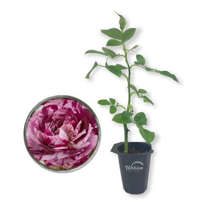 Burlesque Rose Bush - Live Starter Plants - Beautiful Unique Hybrid Tea Rose - Versatile Beauty with Burgundy and Cream Streaked Blooms