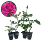 All My Loving Rose Bush - Live Starter Plants in 2 Inch Growers Pots - Beautifully Fragrant Hybrid Tea Rose - A Versatile Beauty with Large Blooms