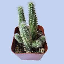 Peanut cactus - Live Starter Plants - Echinopsis Chamaecereus - Compact Flowering Easy Care Succulent