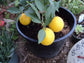 Hamlin Orange Tree - Live Plants in 1 Gallon Pots - Florida Only - Cannot Ship Out of Florida - Beautiful Fruit Tree for Patio and Garden