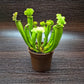 Trumpet Pitcher Plant - Live Starter Plants - Sarracenia - Beautiful Colorful Easy Care