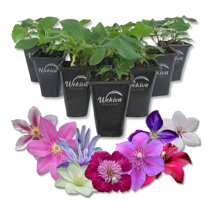 Clematis Variety Pack - Live Starter Plants in 2 Inch Pots - Grower&