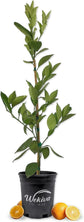 Hamlin Orange Tree - Live Plants in 1 Gallon Pots - Florida Only - Cannot Ship Out of Florida - Beautiful Fruit Tree for Patio and Garden