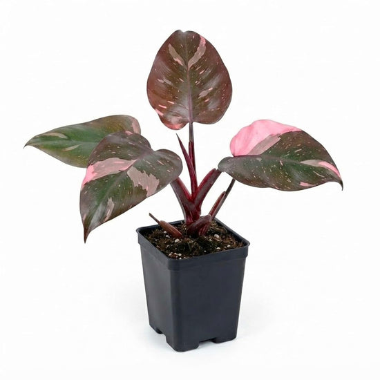 Pink Princess Philodendron - Single - 3 Inch Pot - Philodendron Erubescens