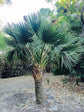 Dwarf Blue Stem Palmetto - 1 Live Plant in a 4 Inch Growers Pot - Sabal Minor - Cold Hardy Slow Growth Fan Shaped Foliage Ornamental Palm Tree