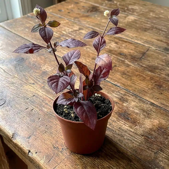 Josephs Coat Alternanthera - Joyweed - Live Starter Plants - Alternanthera Ficoidea - Beautiful Bold Colored Outdoor Indoor Houseplant