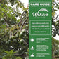 Avocado Tree - Grafted - Live Plant in a 3 Gallon Growers Pot - Persea Americana - Beautiful Edible Fruit Bearing Tree for Patio and Garden