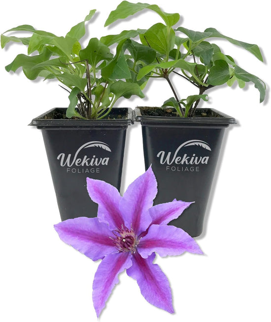Clematis INES - Live Starter Plants in 2 Inch Growers Pots - Starter Plants Ready for The Garden - Rare Clematis for Collectors