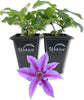 Clematis INES - Live Starter Plants in 2 Inch Growers Pots - Starter Plants Ready for The Garden - Rare Clematis for Collectors
