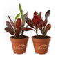 Croton Batik - Live Starter Plants - Codiaeum Variegatum - Beautiful Easy Care Indoor Houseplant