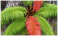 Hawaiian Sunshine Fern - Live Plant in a 6 Inch Grower&
