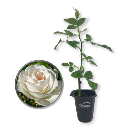 Iceberg Rose Bush - Live Starter Plants - Versatile and Beautiful Floribunda Rose Adds Color and Fragrance to Any Garden