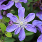 Clematis Arabella - Live Starter Plants in 2 Inch Growers Pots - Starter Plants Ready for The Garden - Rare Clematis for Collectors