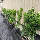 Hamlin Orange Tree - Live Plants in 1 Gallon Pots - Florida Only - Cannot Ship Out of Florida - Beautiful Fruit Tree for Patio and Garden