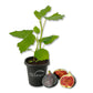 Fig Tree - 1 Live Starter Plant - Ficus Carica - Edible Fruit Tree for The Patio and Garden