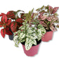 Polka Dot Plant - Live Starter Plants - Hypoestes Phyllostachya - Compact Colorful Tropical Beauty Mosaic Foliage