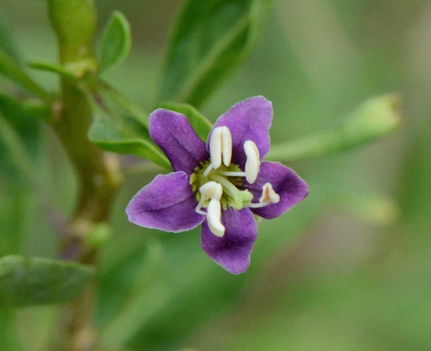 gojibar plant pot Goji Berry Plant - Live Starter Plants in 2 Inch Growers Pots - Lycium Barbarum