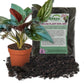Syngonium Red Arrow and Soil Mix Combo - Live Plant in a 4 Inch Pot with 1 Quart HousePlant Soil Mix - Syngonium Erythrophyllum &