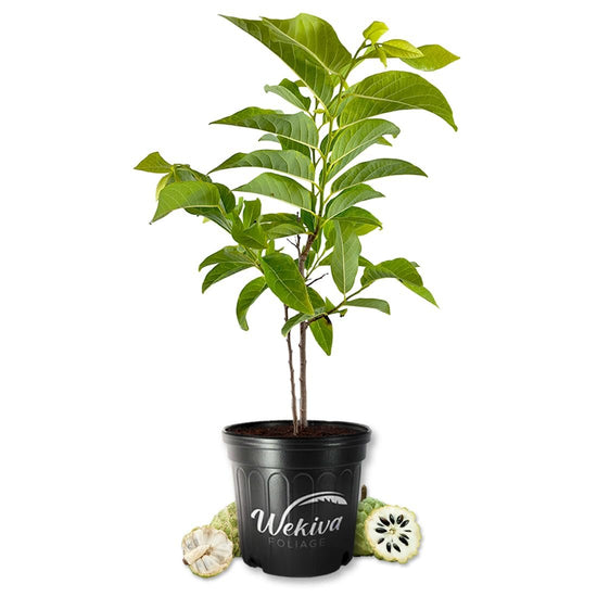 Sugar Apple Tree - Sweetsop - Live Plant in a 3 Gallon Growers Pot - Annona Squamosa - Beautiful Edible Fruit Bearing Tree for Patio and Garden