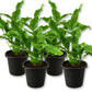 Blue Star Fern - Live Starter Plants - Phlebodium Aureum