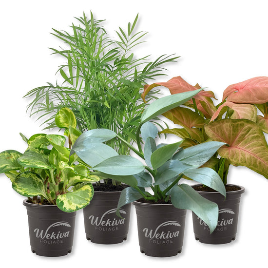 Signature Botanics Houseplant Collection - Live Plants In 4 Inch Growers Pots - Growers Choice - Elegant and Beautiful Easy Care Indoor Foliage Perfect for Home or Office