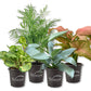 Signature Botanics Houseplant Collection - Live Plants In 4 Inch Growers Pots - Growers Choice - Elegant and Beautiful Easy Care Indoor Foliage Perfect for Home or Office