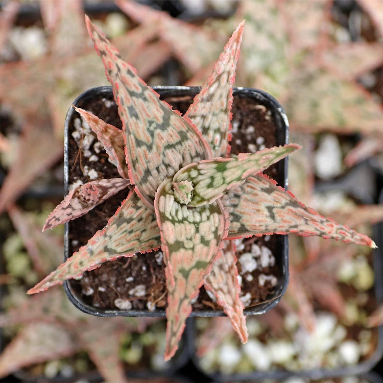 blush pink succulents Pink Blush Aloe - Live Plants in 4 Inch Pots - Aloe 'Pink Blush'
