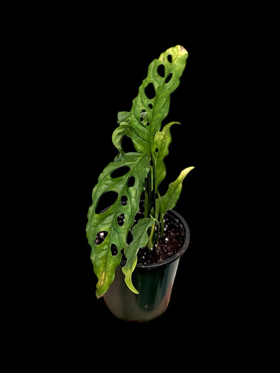 Colombia Monstera - 1 Live Plant in a 4 Inch Pot - Monstera Obliqua - Extremely Rare Indoor Houseplant