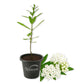 Milkweed Plant - 1 Live Starter Plant - Asclepias - Perennial Florida-Native Wildflower Evergreen