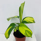 Calathea Pilosa - Live Plant in a 6 Inch Growers Pot - Calathea Ctenanthe &