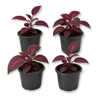 Bloodleaf Plant - Live Starter Plants - Iresine Brilliantisima