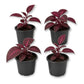 Bloodleaf Plant - Live Starter Plants - Iresine Brilliantisima
