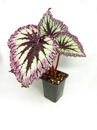Fireworks Begonia - 1 Live Plant in a 4 Inch Pot - Begonia x Rex Cultorum - Extremely Rare Indoor Houseplant
