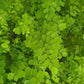 Brittle Maidenhair Fern - Live Starter Plants - Adiantum Tenerum - Compact Delicate Textured Ornamental Foliage Houseplant