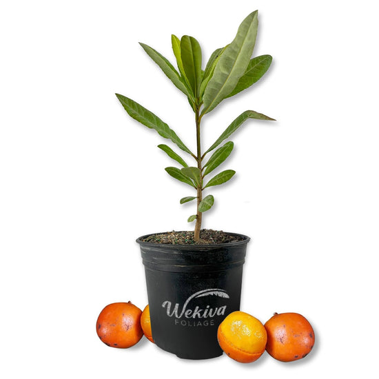 African Mangosteen Tree - Imbe - Live Plant in a 1 Gallon Growers Pot - Garcinia Livingstonei - Beautiful Edible Fruit Bearing Tree for Patio and Garden