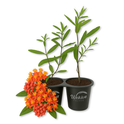 Milkweed Plant - 2 Live Starter Plants - Asclepias - Perennial Florida-Native Wildflower Evergreen