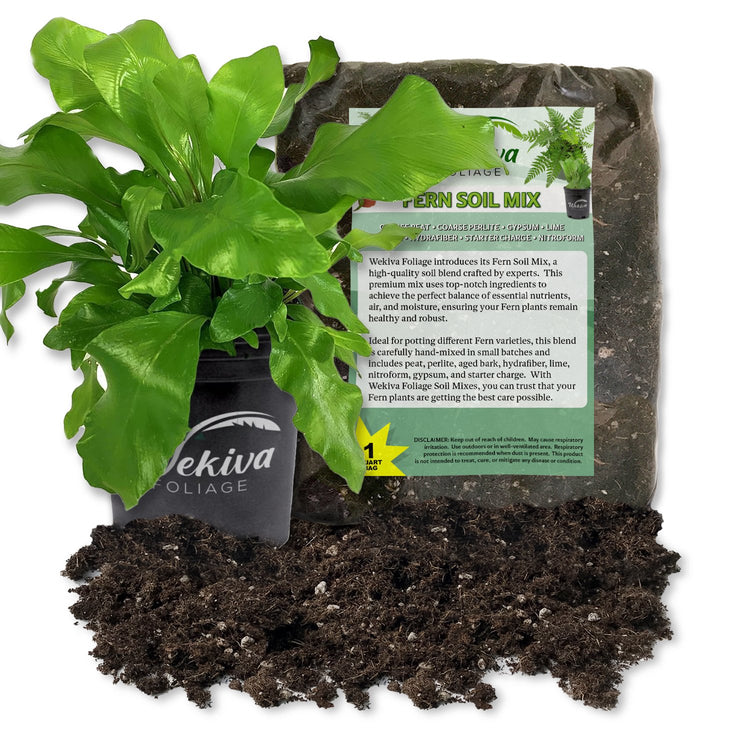 potting soil for bird's nest fern Bird's Nest Fern and Soil Mix Combo