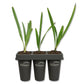 Green Saw Palmetto - Live Starter Plants - Serenoa Repens ‘Green’ - Native Ornamental Palms from Florida
