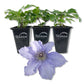 Clematis Blue Angel - Live Starter Plant in a 2 Inch Growers Pot - Starter Plants Ready for The Garden - Rare Clematis for Collectors