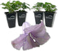 Clematis Betty Corning - Live Starter Plants in 2 Inch Growers Pots - Starter Plants Ready for The Garden - Rare Clematis for Collectors