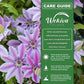 Clematis Nelly Moser - Live Plants in 4 Inch Growers Pots - Bold and Beautiful Starter Flowering Vine Ready for The Garden