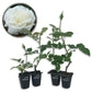 Prosperity Rose Bush - Live Starter Plants in 2 Inch Growers Pots - Beautifully Fragrant Hybrid Tea Rose - A Versatile Beauty with Large Blooms