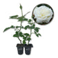 Prosperity Rose Bush - Live Starter Plants in 2 Inch Growers Pots - Beautifully Fragrant Hybrid Tea Rose - A Versatile Beauty with Large Blooms